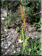 Carex flacca subsp. serrulata