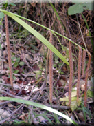 Carex pendula