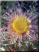 Carlina corymbosa