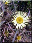 Carlina racemosa