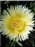 Carpobrotus edulis