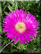 Carpobrotus edulis