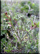 Carrichtera annua