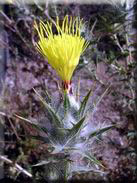 Carthamus lanatus subsp. lanatus