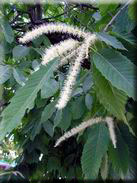 Castanea sativa