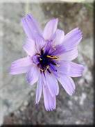 Catananche caerulea