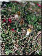 Catananche lutea