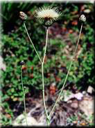 Centaurea africana