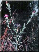 Centaurea alba subsp. macrocephala