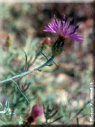 Centaurea aspera subsp. aspera