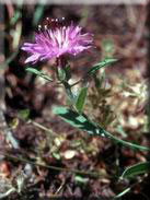 Centaurea aspera subsp. scorpiurifolia