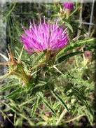 Centaurea calcitrapa