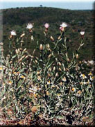 Centaurea castellanoides