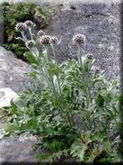 Centaurea clementei