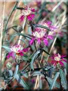 Centaurea diluta