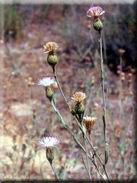 Centaurea exarata