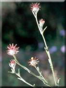 Centaurea melitensis