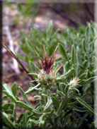 Centaurea ornata subsp. ornata