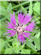 Centaurea pullata