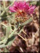 Centaurea sonchifolia