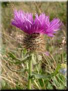 Centaurea sphaerocephala