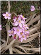 Centaurium erythraea subsp. erythraea