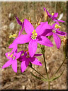 Centaurium erythraea subsp. majus