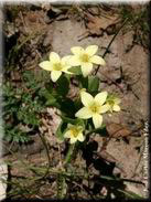 Centaurium maritimum