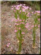 Centaurium pulchellum