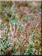 Centaurium spicatum