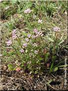 Centranthus calcitrapae