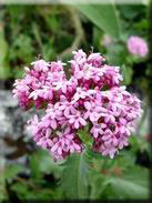 Centranthus macrosiphon