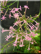 Centranthus nevadensis