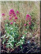 Centranthus ruber subsp. ruber