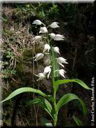 Cephalantera longifolia