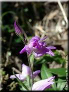 Cephalanthera rubra