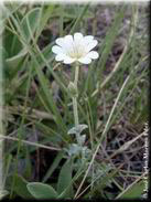 Cerastium gibraltaricum var. gibraltaricum