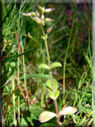 Cerastium glomeratum