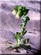 Cerinthe major subsp. gymnandra