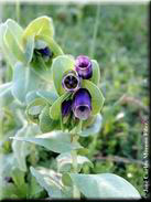 Cerinthe major subsp. major