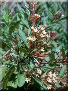 Cestrum parquii