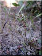 Chaetonychia cymosa