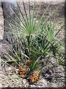 Chamaerops humilis