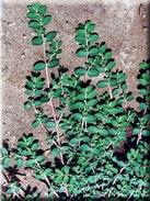 Chamaesyce prostrata