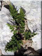 Cheilanthes acrosticha