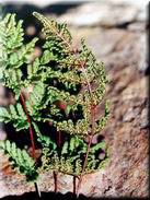 Cheilanthes guanchica