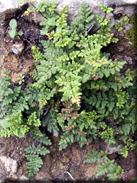 Cheilanthes maderensis