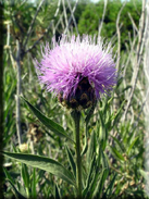 Cheirolophus sempervirens