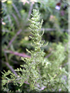 Chenopodium ambrosioides