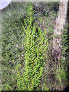 Chenopodium multifidum